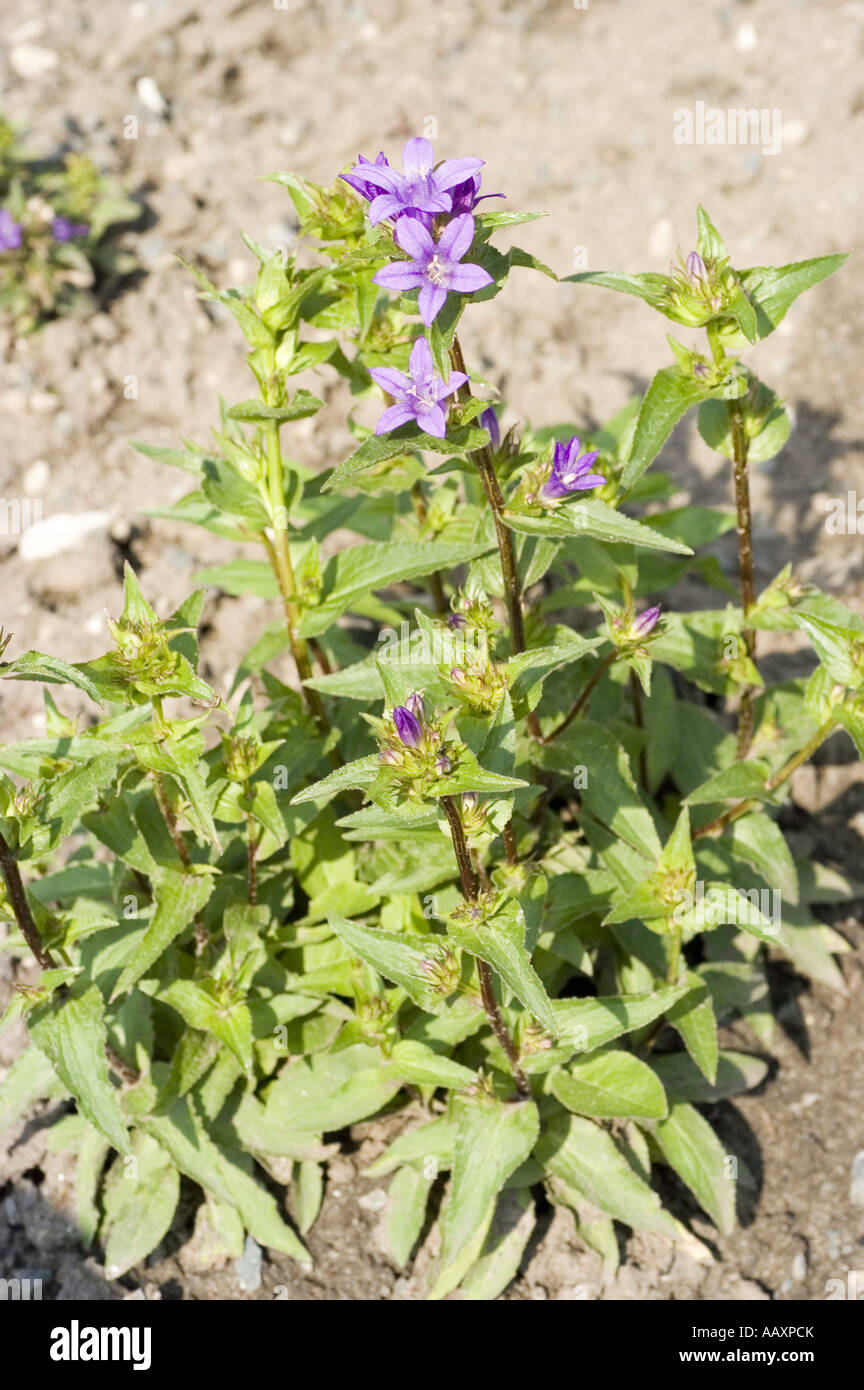 Blau violett Frühlingsblumen Dänen Blut - Campanulaceae - Campanula Glomerata, Europa, Asien Stockfoto