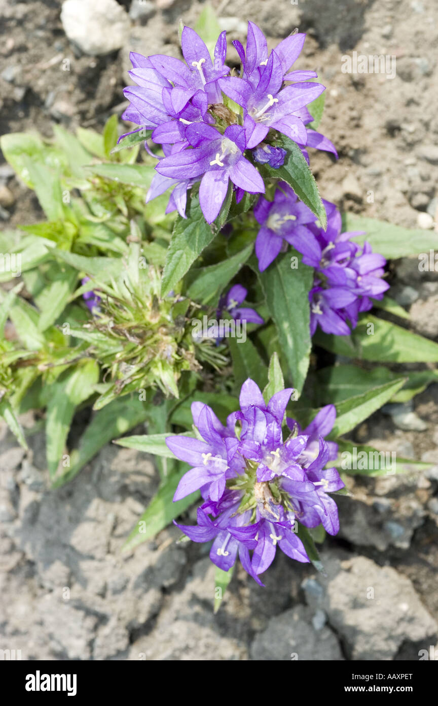 Blau violett Frühlingsblumen Dänen Blut - Campanulaceae - Campanula Glomerata, Europa, Asien Stockfoto