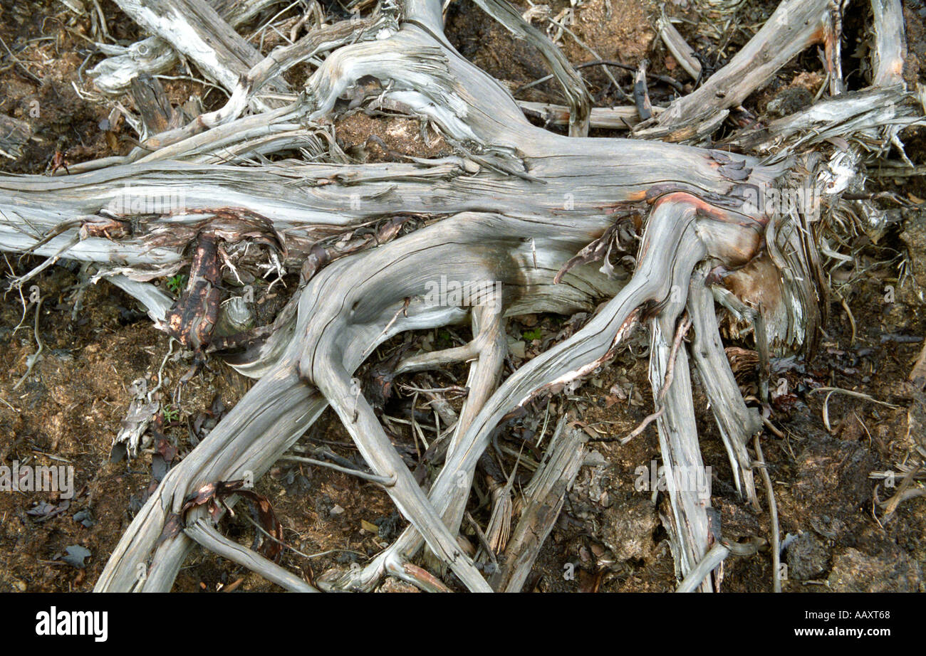 Zweitausend Jahre alte Kiefern Wurzeln von lettischen Moor Archäologen in Seda Lettland Stockfoto