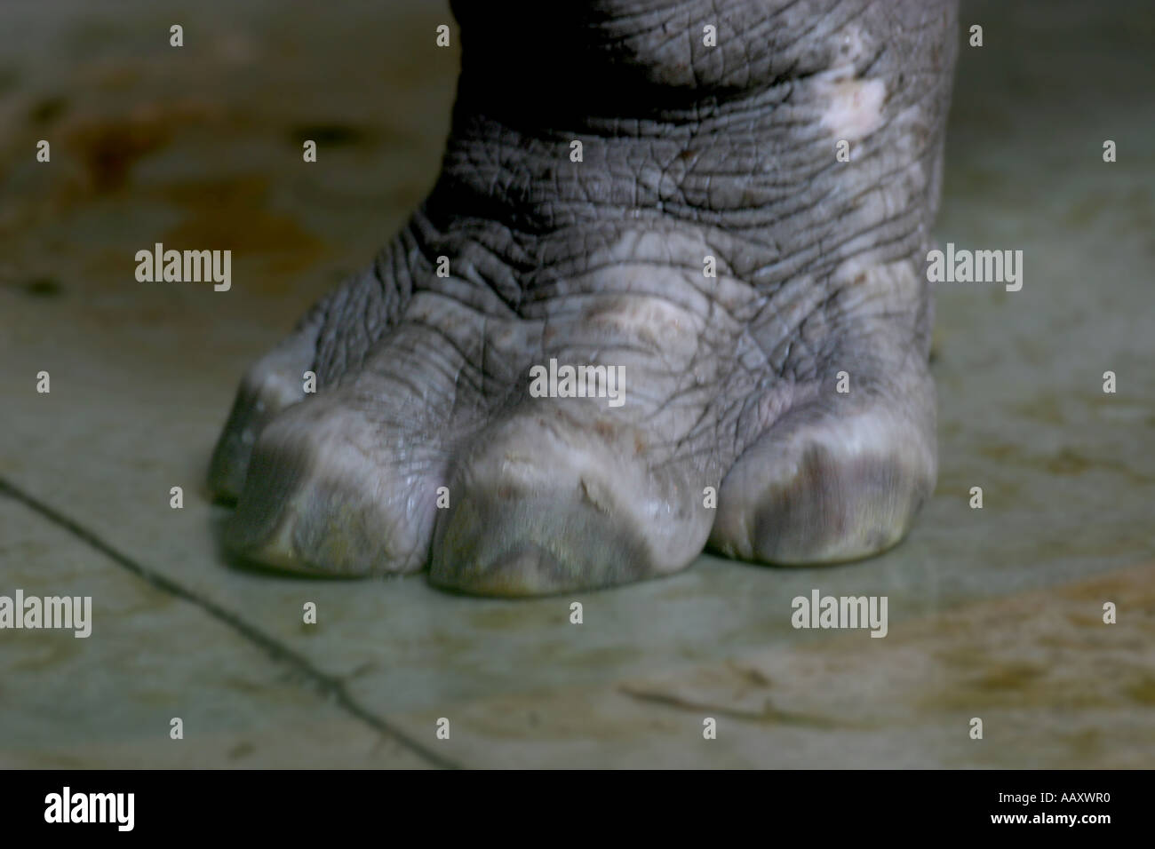 Nilpferd Hippopotamus amphibische; Auch genannt: Hippo; Bigfoot Stockfoto