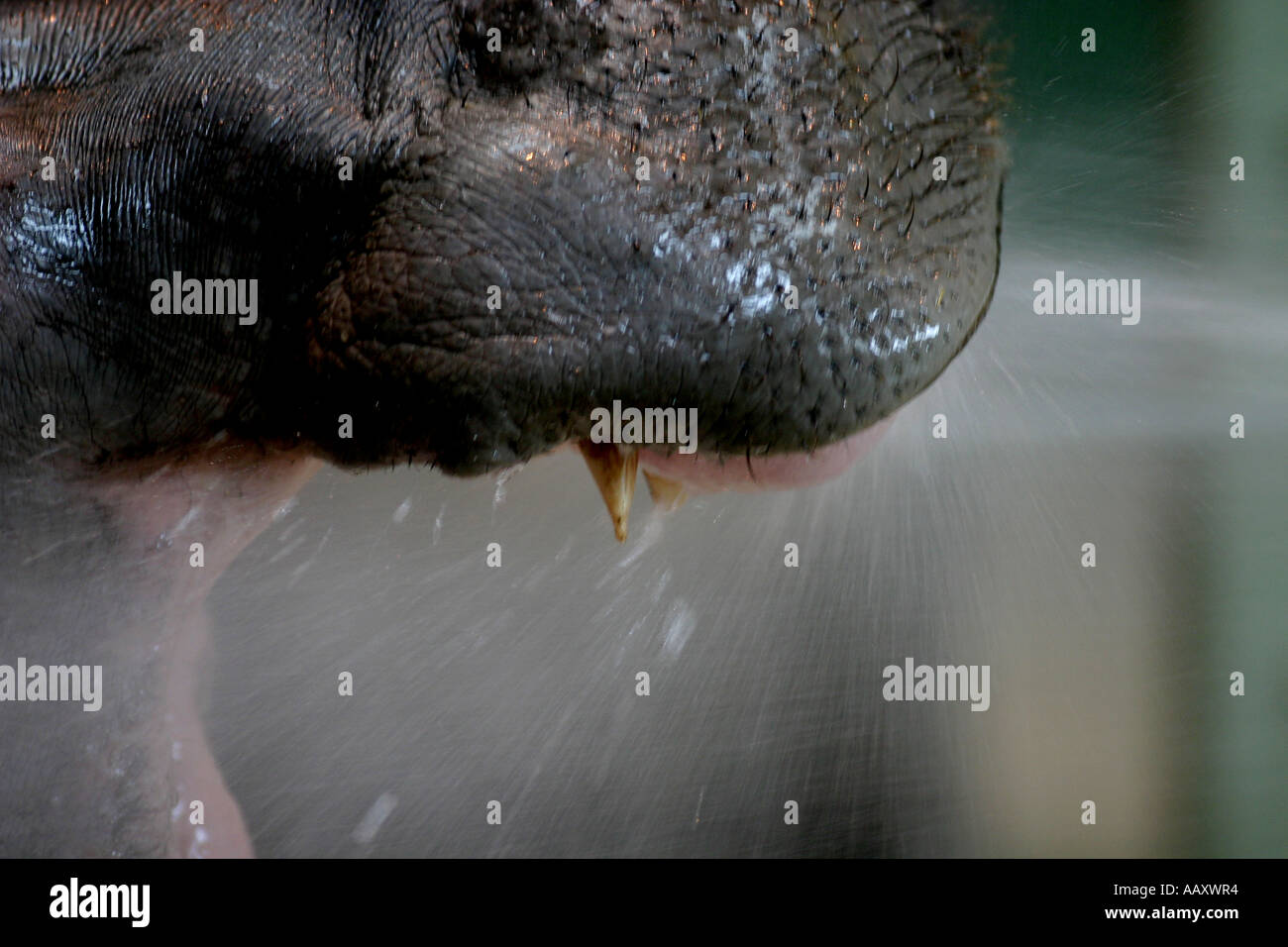 Nilpferd Hippopotamus amphibische; Auch genannt: Hippo.  Mund weit offen. Stockfoto