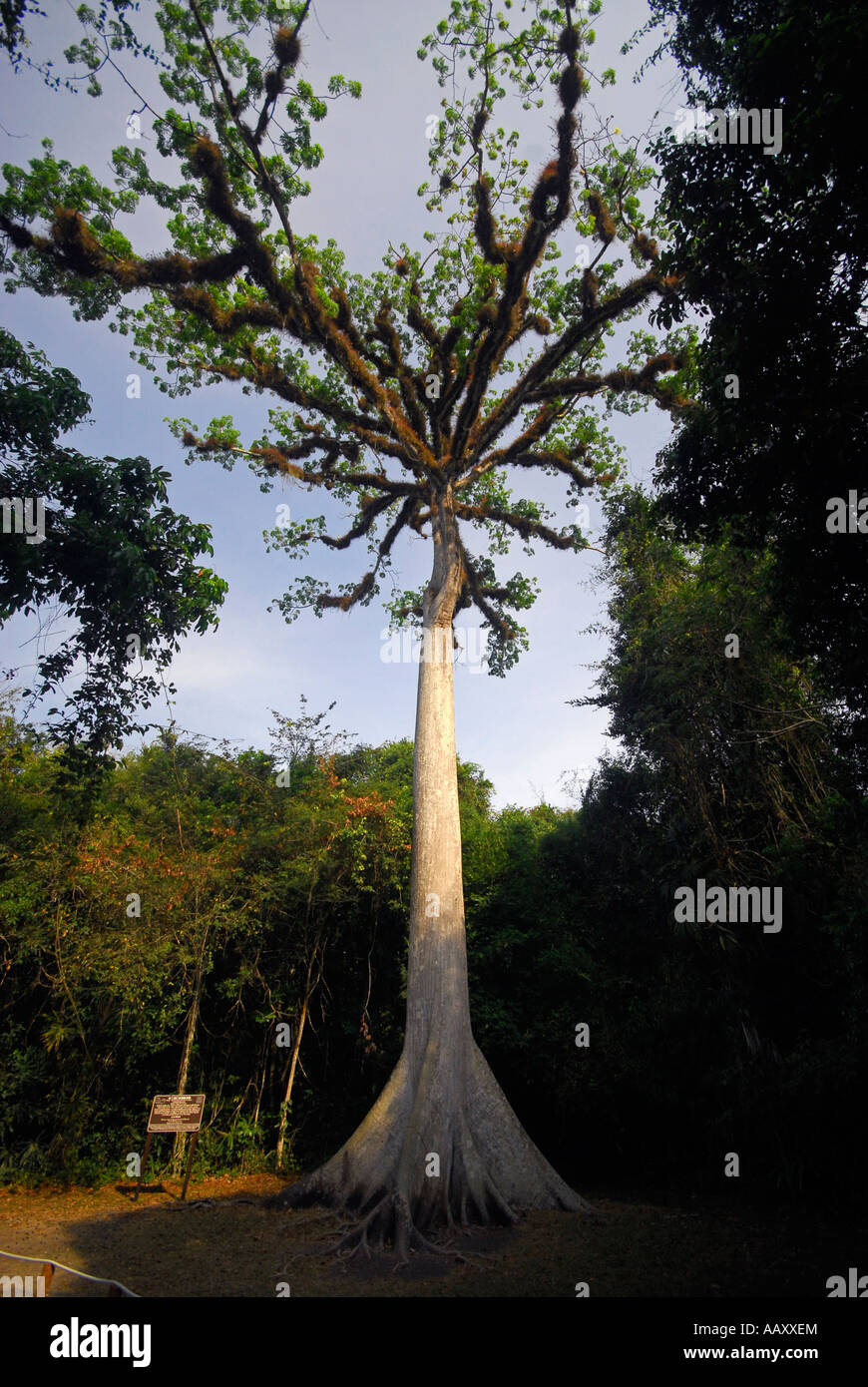 Ceiba Baum in Tikal Ruinen, Petén, Guatemala, Mittelamerika Stockfoto