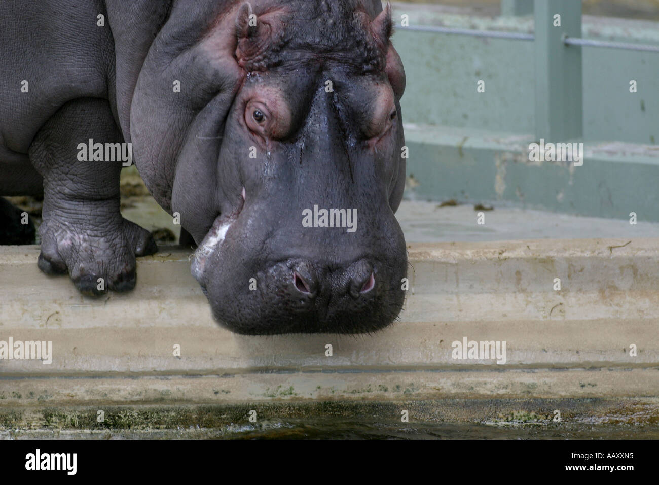 Nilpferd Hippopotamus amphibische; Auch genannt: Hippo Stockfoto
