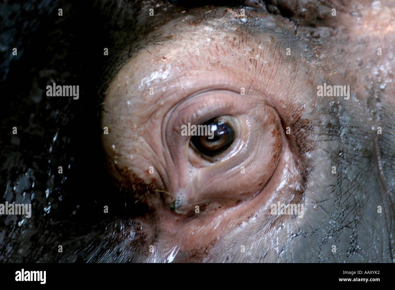 Nilpferd Hippopotamus amphibische; Auch genannt: Hippo Stockfoto