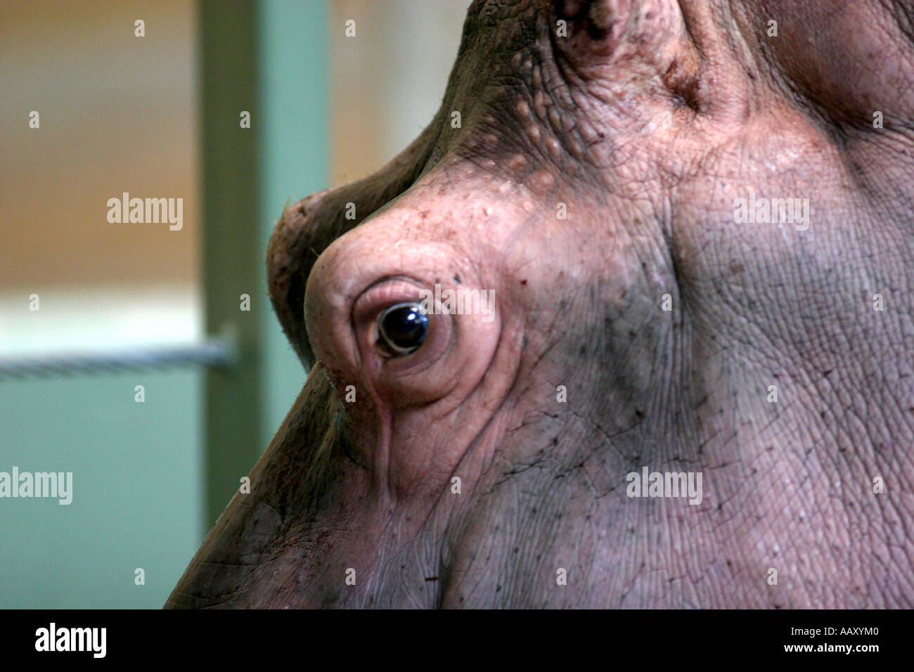 Nilpferd Hippopotamus amphibische; Auch genannt: Hippo Stockfoto