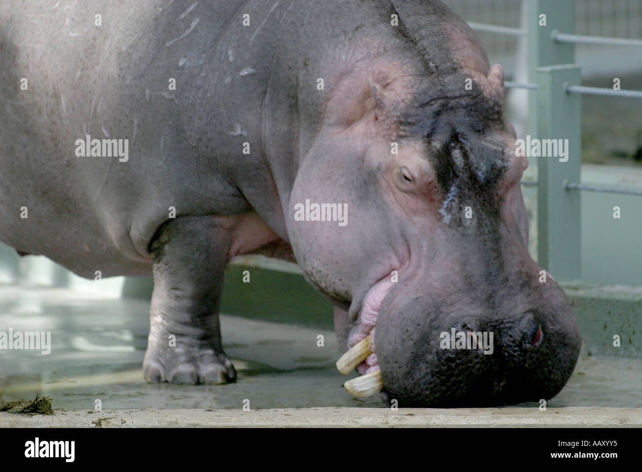 Nilpferd Hippopotamus amphibische; Auch genannt: Hippo Stockfoto