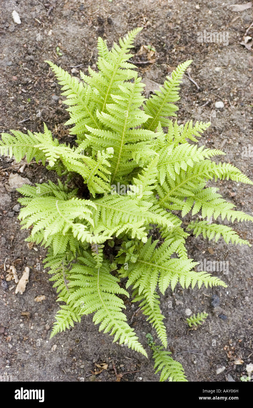 Japanerin Farn oder schwarze Lady Farn - Lunathyrium Japonicum oder entstanden Japonicum oder Deparia Peterseni, Japan Stockfoto