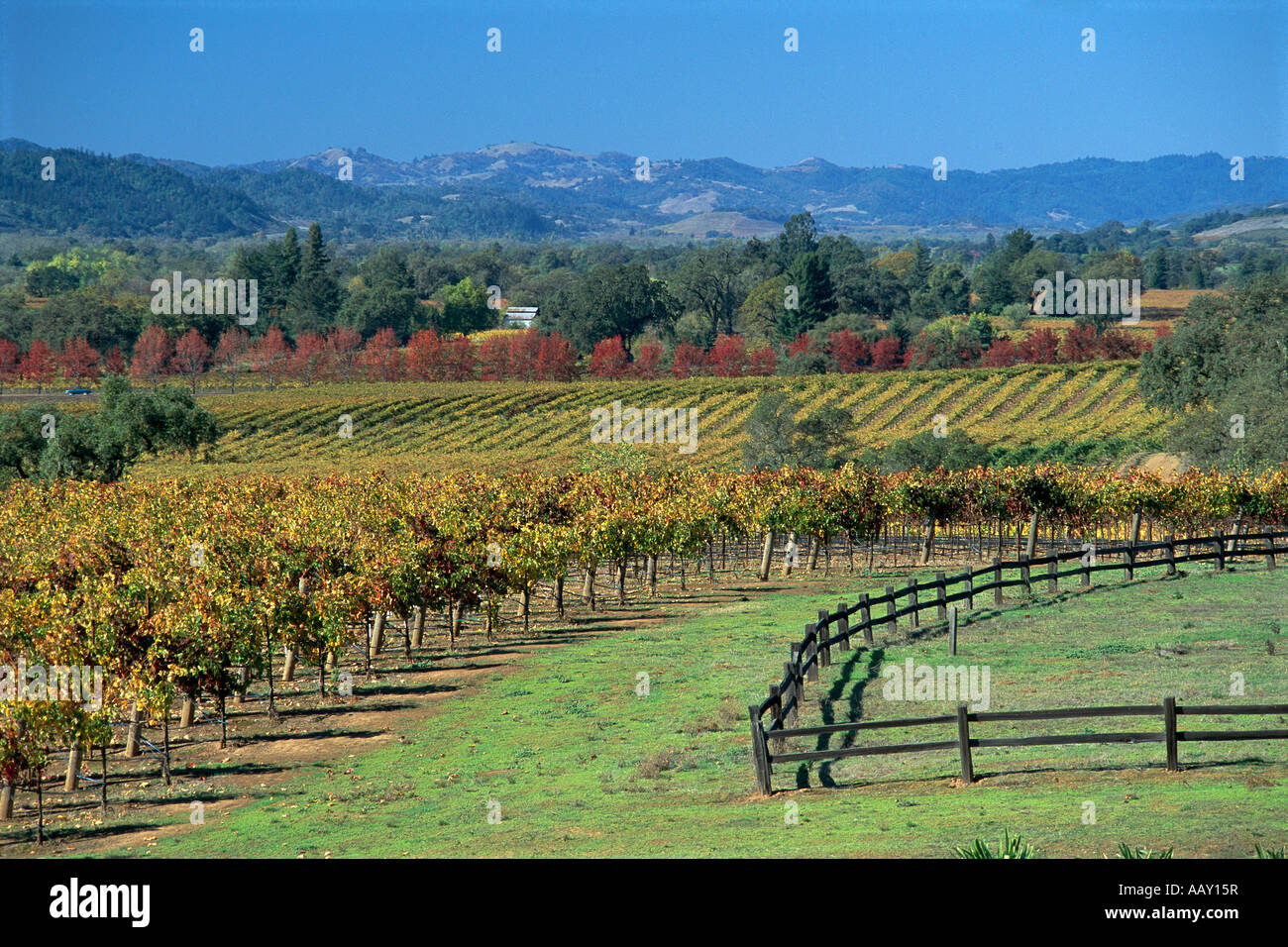 Weinbau Region mit Weinbergen in Alexander Valley Kalifornien USA horizontale Stockfoto