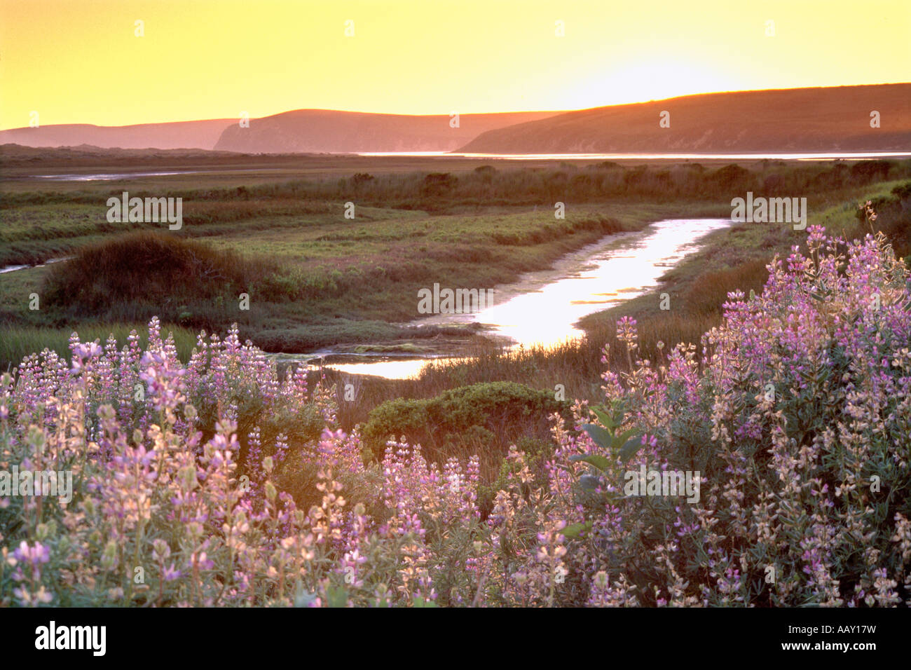 Gezeiten-Sümpfe am Point Reyes National Seashore in Kalifornien bei Sonnenuntergang zeigt Wildblumenwiese entlang des Pazifischen Ozeans Stockfoto