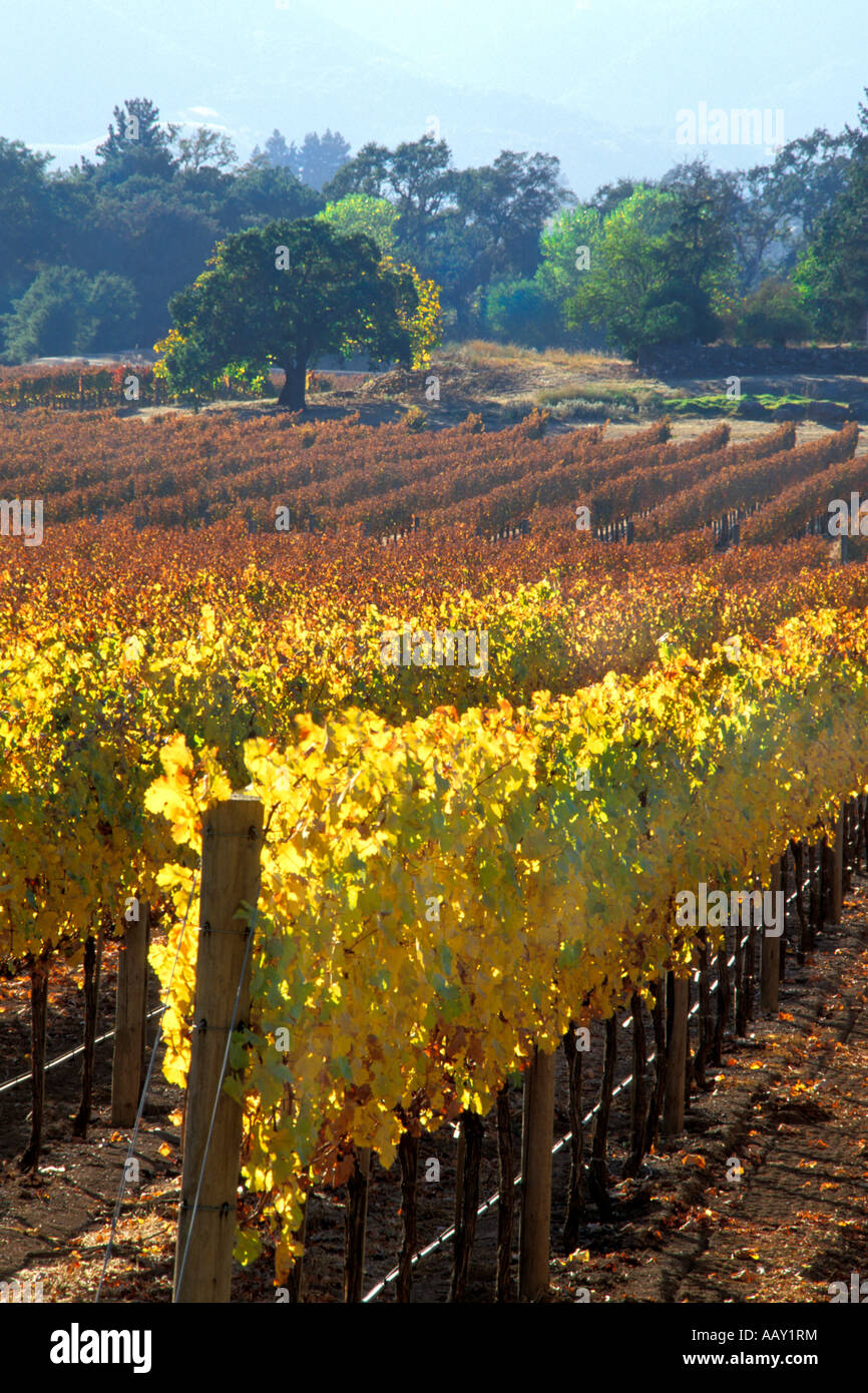 Ernten Sie Farben in Napa Tal Wein Land Weinberge von Nordkalifornien in Amerika vertikale Stockfoto Ernten Sie Farben in Napa Tal Wein Land Weinberge von Nordkalifornien in Amerika vertikale Stockfoto