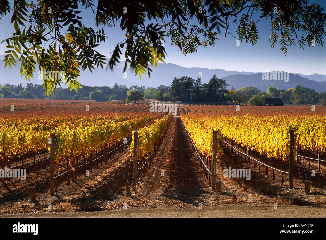 Farben des Herbstes in den Weinbergen des Napa Valley von Nordkalifornien Weinbauregion horizontale zu ernten Stockfoto