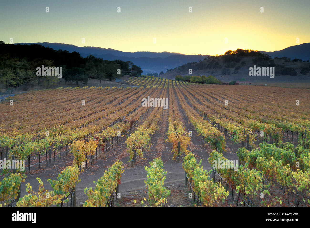 Sonnenuntergang bei der Ernte mit Herbstfarben in Napa Tal Wein Weinberge in California Weinbauregion horizontale Stockfoto Sonnenuntergang bei der Ernte mit Herbstfarben in Napa Tal Wein Weinberge in California Weinbauregion horizontale Stockfoto