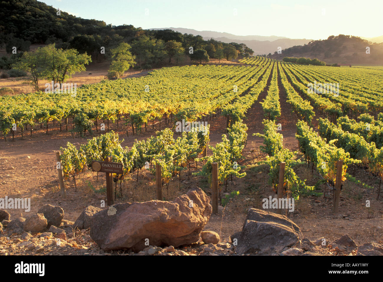 Napa Valley Weinanbaugebiet in Nordkalifornien in Amerika zeigen Weinberge horizontale Stockfoto Napa Valley Weinanbaugebiet in Nordkalifornien in Amerika zeigen Weinberge horizontale Stockfoto