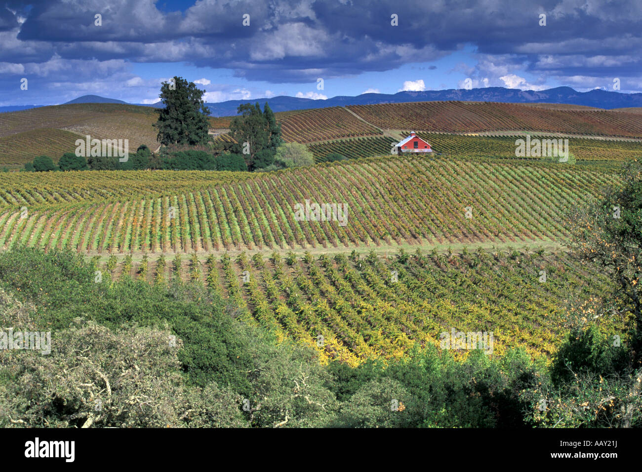 rote Scheune in goldenen Weinbergen mit Gewitterwolken im Herbst im Napa Valley in Kalifornien und Carneros Creek Weinregion Stockfoto
