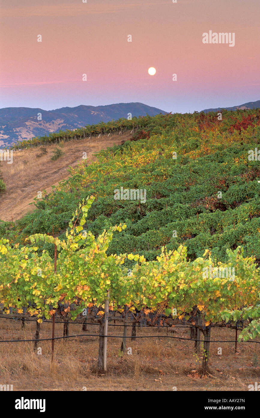 Erntemond über Weinland Berg Weinberge im Herbst zeigt Herbst Farben im nördlichen Kalifornien Vereinigte Staaten Stockfoto