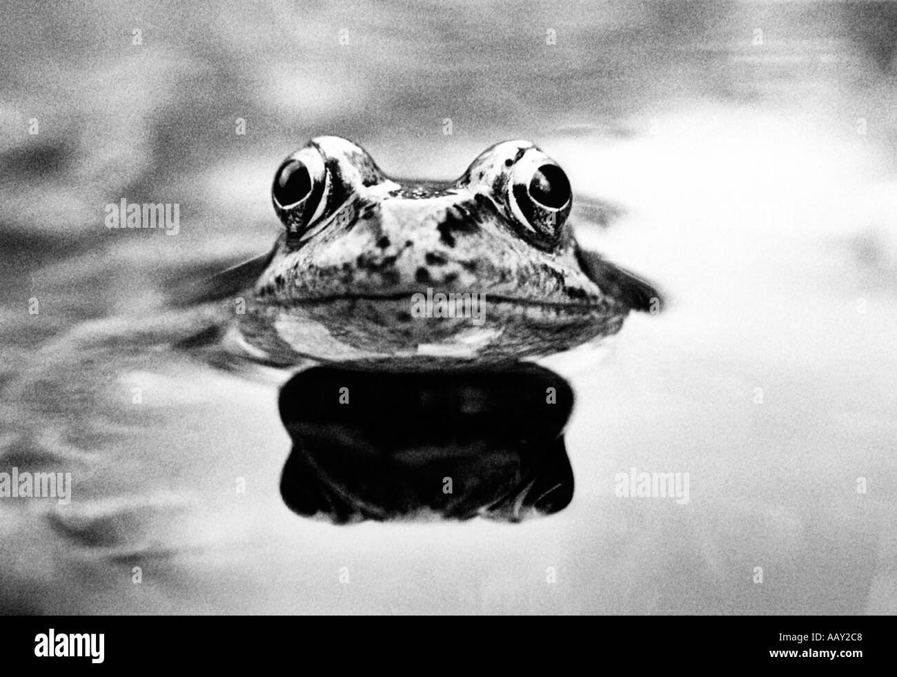 Britische Grasfrosch, Rana Temporaria, Foto von JOHN ROBERTSON für ALAMY lizenzierte Verwendung Stockfoto