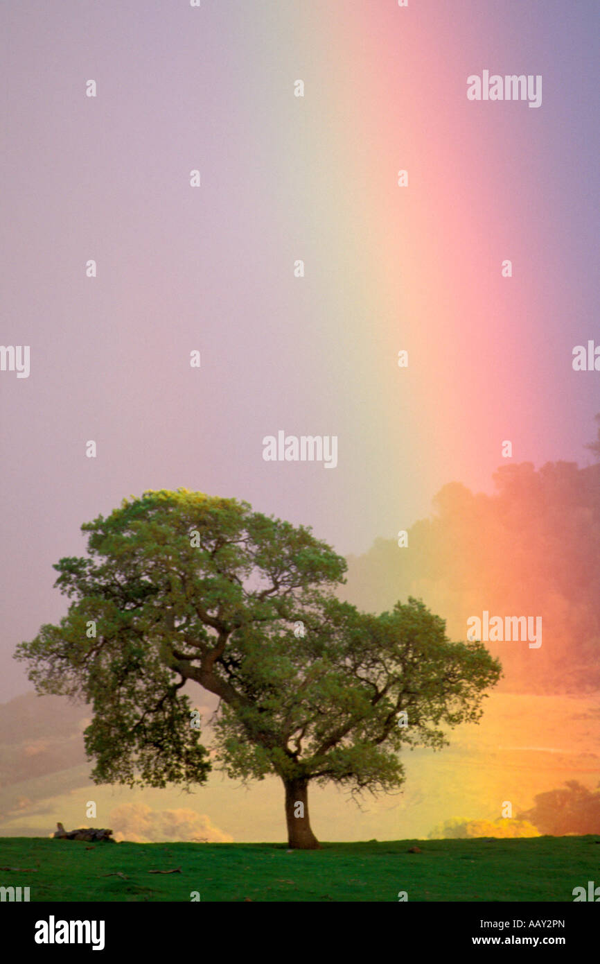 Regenbogen und Eiche Baum senkrecht Stockfoto