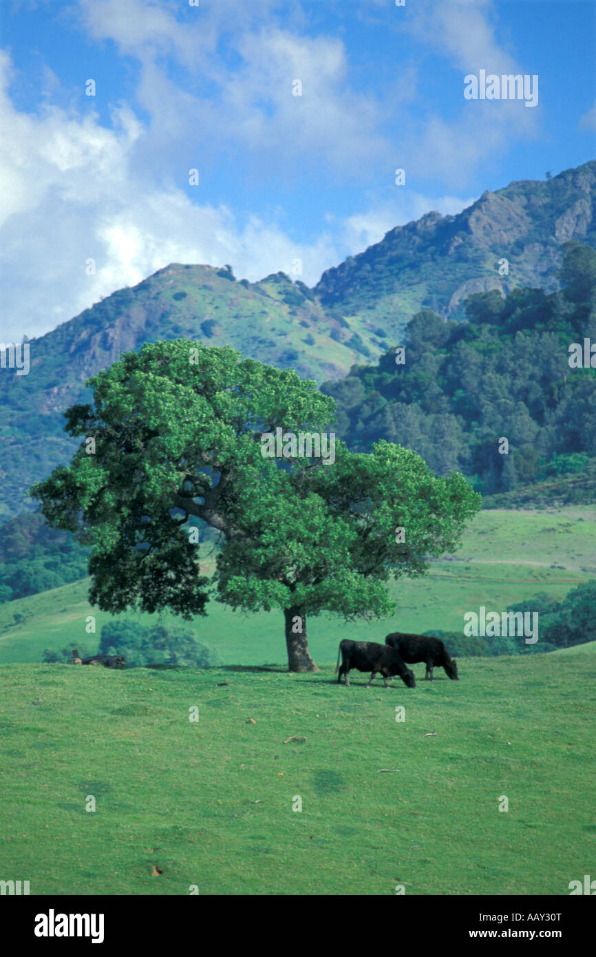 Kühe auf der Weide unter Berg mit grünen Gräsern in Kalifornien USA vertikale Stockfoto