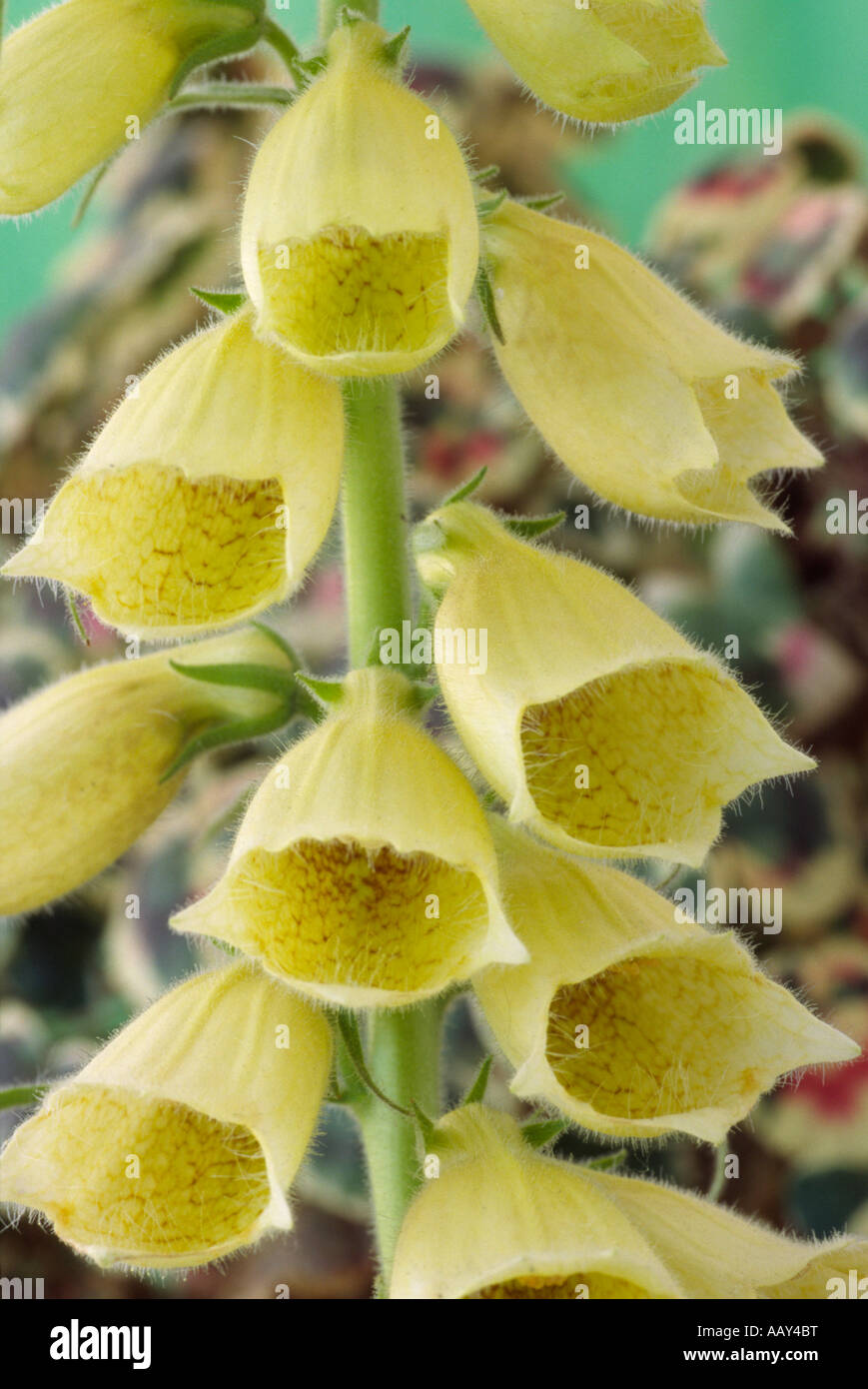 Digitalis Ciliata. (Fingerhut) Nahaufnahme der Blütenstand von Butter-gelben Blüten. Blumen und Stiele sind mit kurzen Härchen bedeckt. Stockfoto