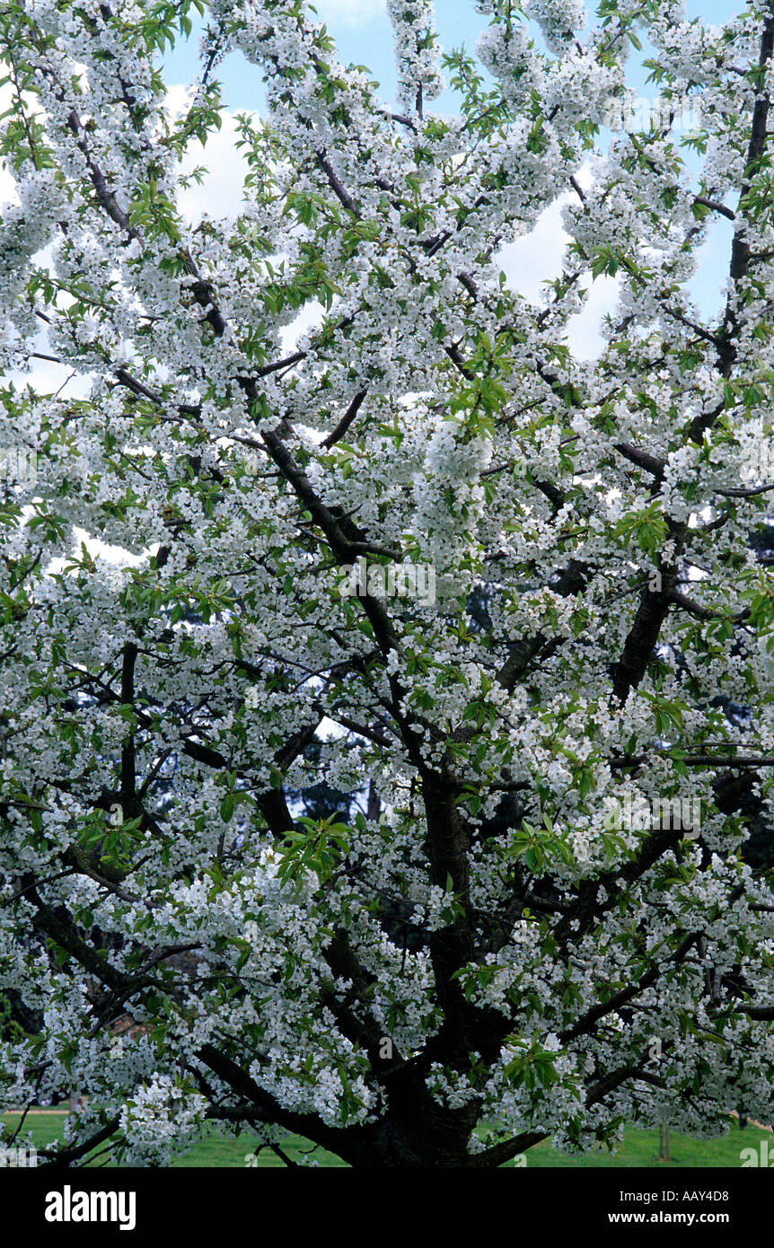 Prunus stella Stockfoto