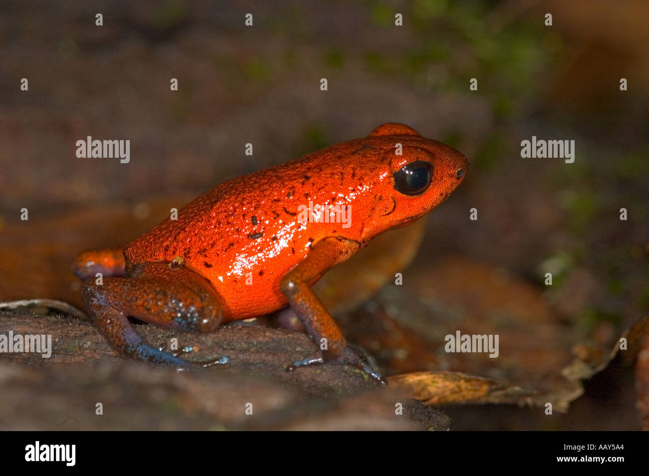Strawberry Poison Dart Frog (Dendrobates Pumilio) Stockfoto