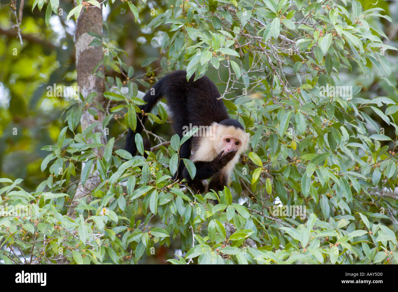 White-faced Capuchin Affen (Cebus Capucinus) Essen Stockfoto