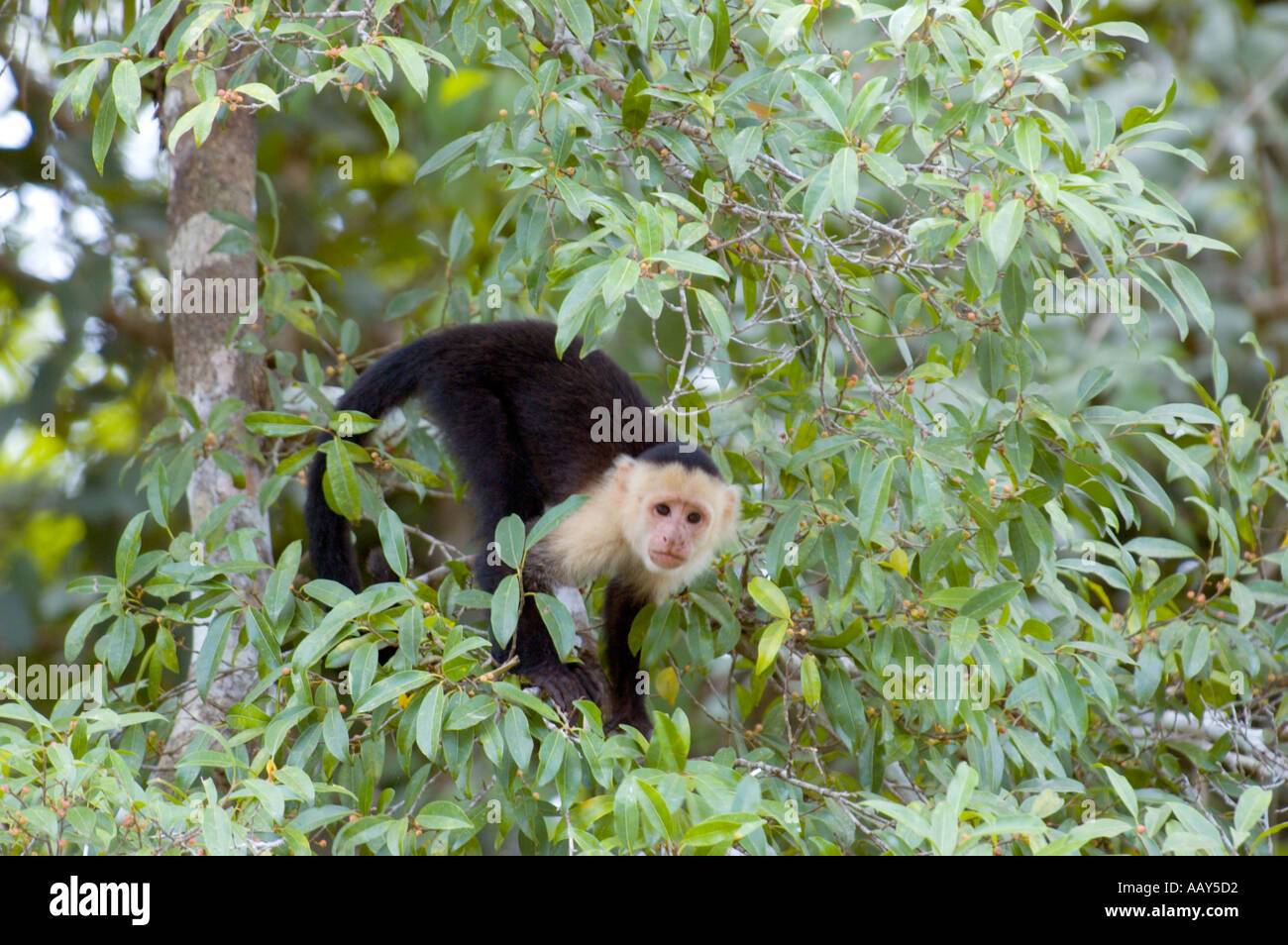 White-faced Capuchin Affen (Cebus Capucinus) Stockfoto