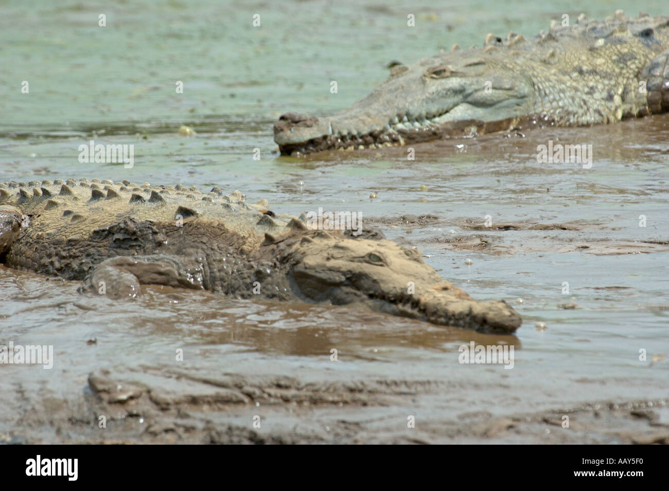 Amerikanische Krokodile (Crocodylus Actus) im Schlamm am Ufer des Rio Tarcoles, Costa Rica Stockfoto