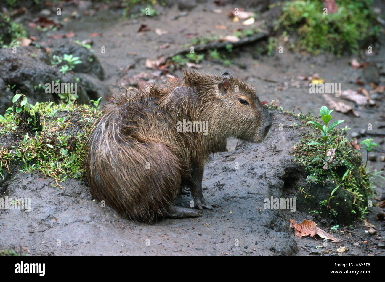Capybara (Hydrochaeris Hydrochaeris) Stockfoto