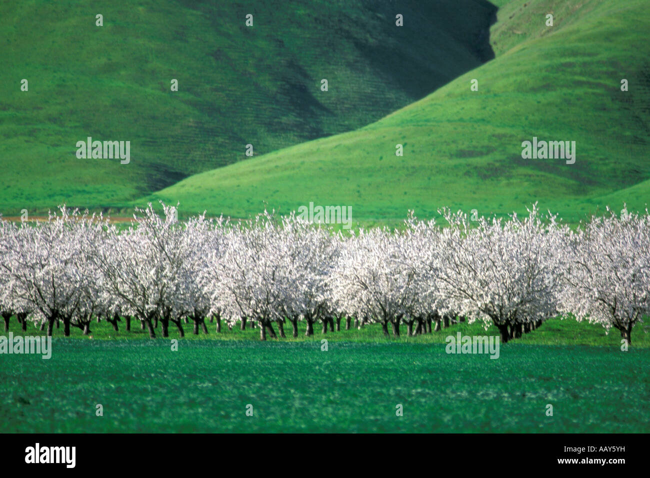 Blühende Obst Bäume Apfelplantage in voller Blüte Central Valley in Kalifornien während Frühling grünen Hügeln horizontal Stockfoto