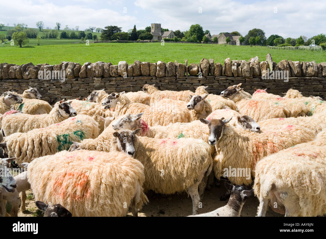 Aus der Feder Schafe warten auf medikamentöse Behandlung in der Cotswold Dorf Guiting Power, Gloucestershire Stockfoto