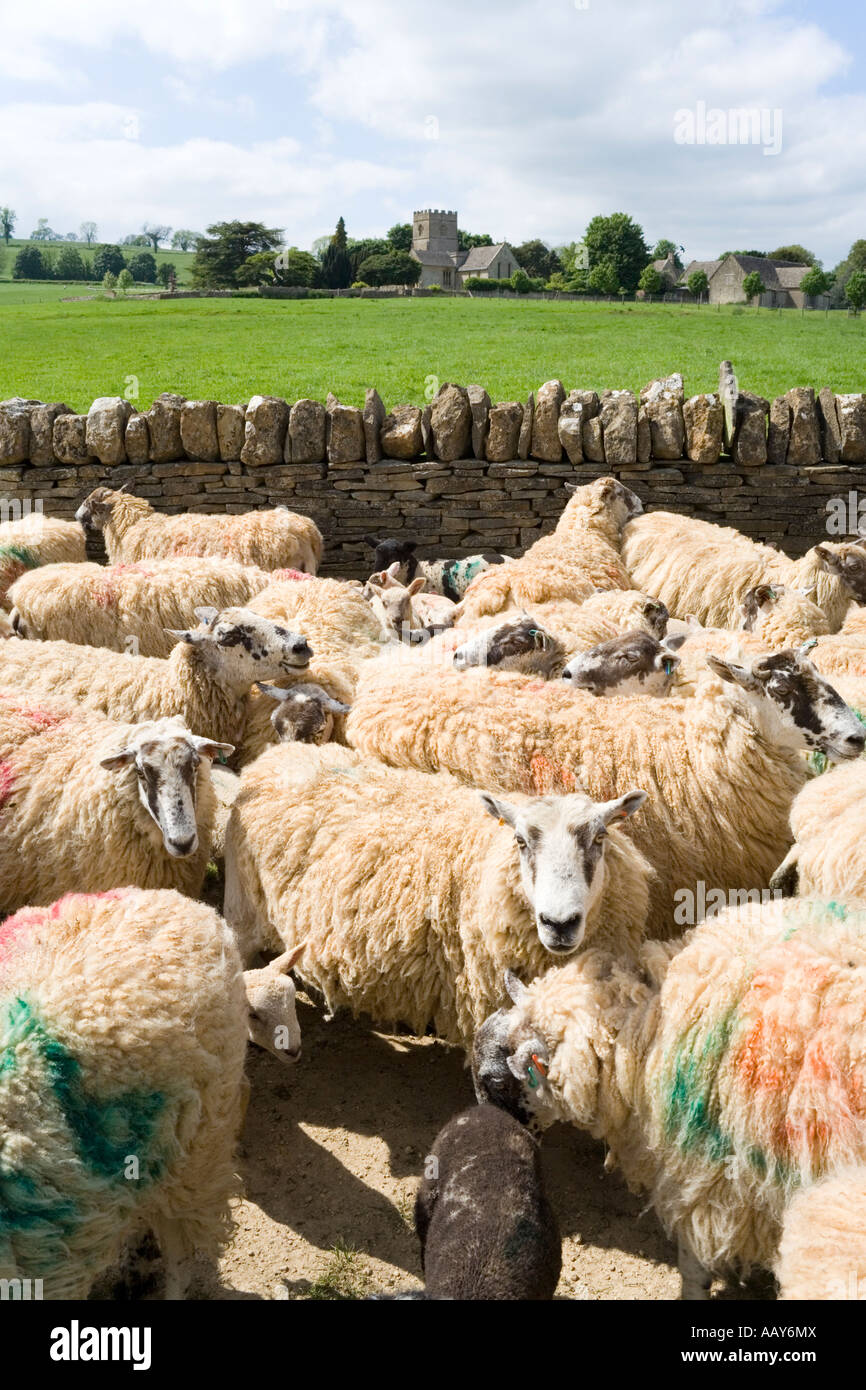 Aus der Feder Schafe warten auf medikamentöse Behandlung in der Cotswold Dorf Guiting Power, Gloucestershire Stockfoto