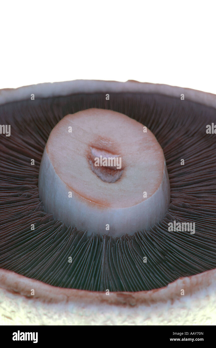 Makroaufnahme einer Portabello Pilz Untergestell Stockfoto