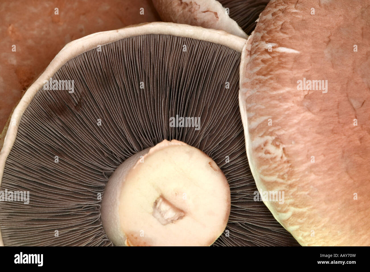 Makro-Rahmen füllen Schuss von Portobello-Pilze Stockfoto