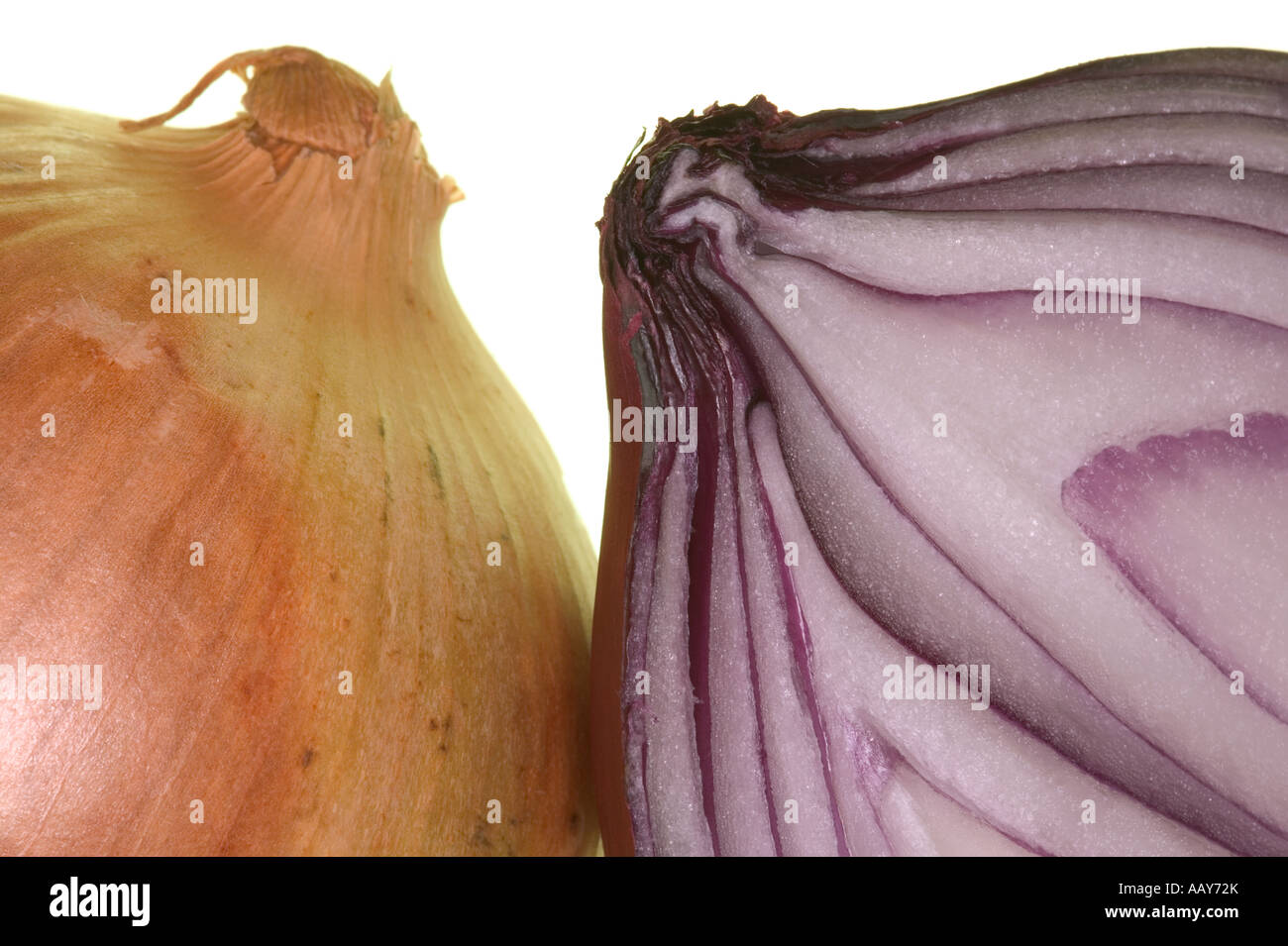 Makroaufnahme von zwei Zwiebeln vor einem weißen Hintergrund Stockfoto