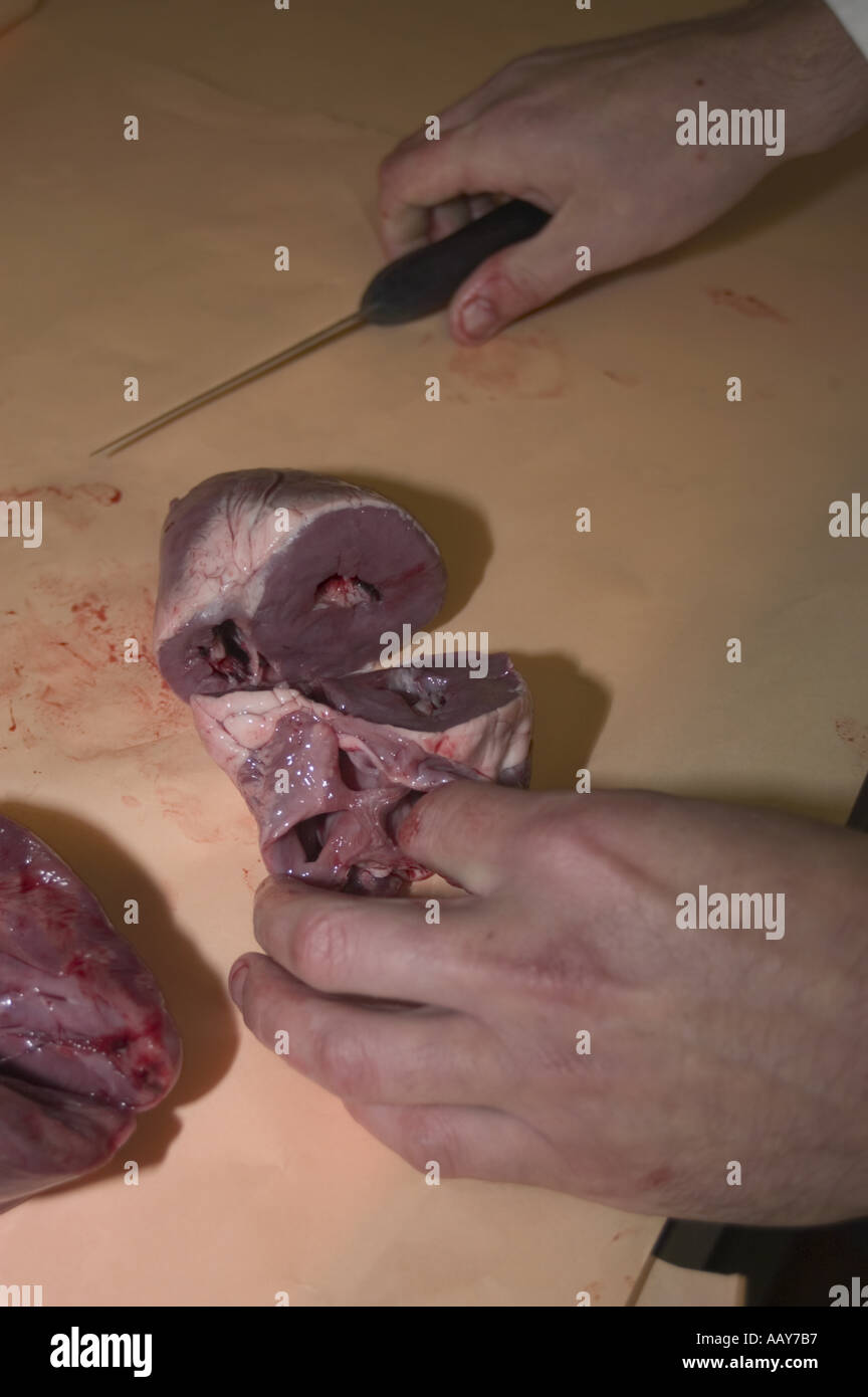 Rote Fleisch verarbeitenden Fabrik alle Bilder mit konzent des Eigentümers Stockfoto