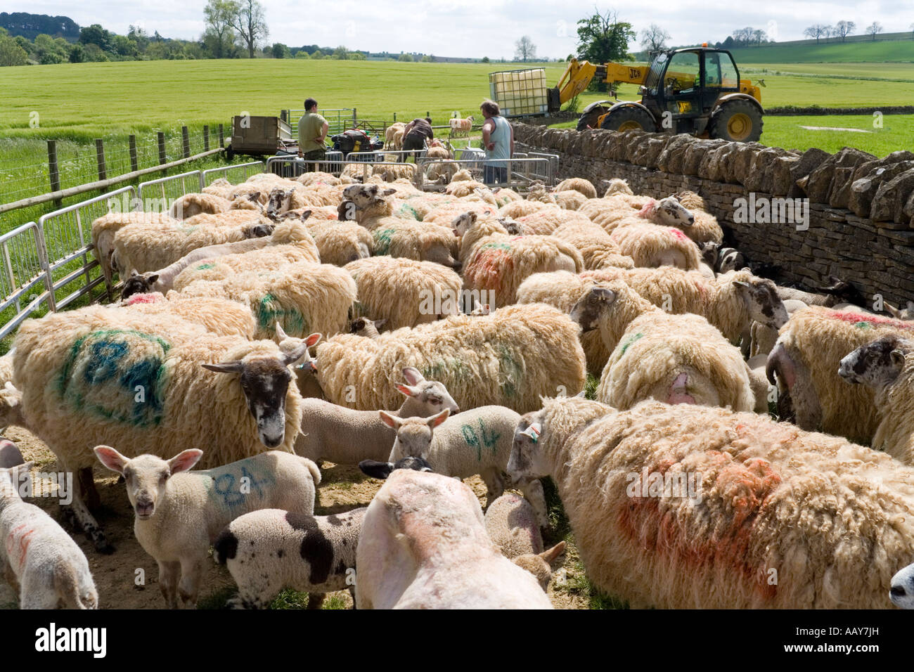 Medikamentöse Behandlung Schafe in die Cotswold Dorf Guiting Power, Gloucestershire Stockfoto