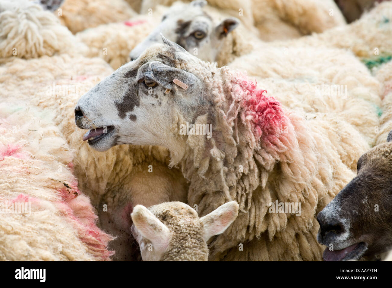 Geschriebenen Schafe warten auf medikamentöse Behandlung in der Cotswold Dorf Guiting Power, Gloucestershire Stockfoto
