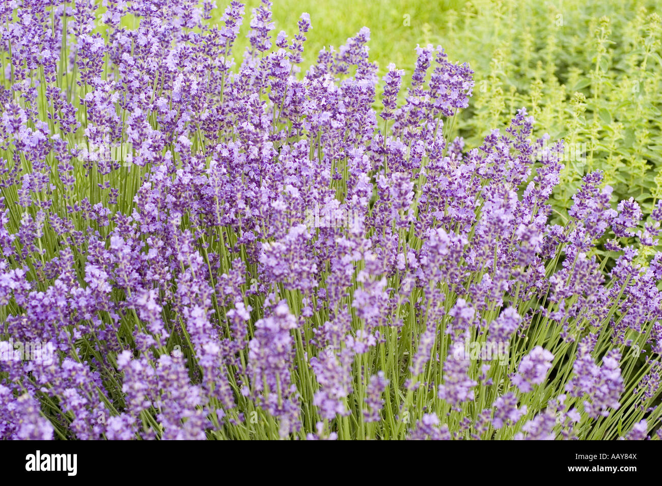 Blauen Frühlingsblumen von Lavendel Lavandula Angustifolia SSP. angustifolia Stockfoto