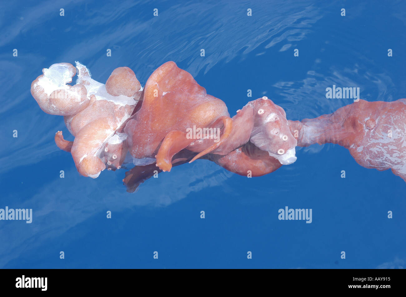 Pottwal S Physeter Macrocephalus Mahlzeit Ubrig Gebliebenen Krake Haliphron Atlanticus Schweben Neben Des Wals Nach Einer Tiefen Stockfotografie Alamy
