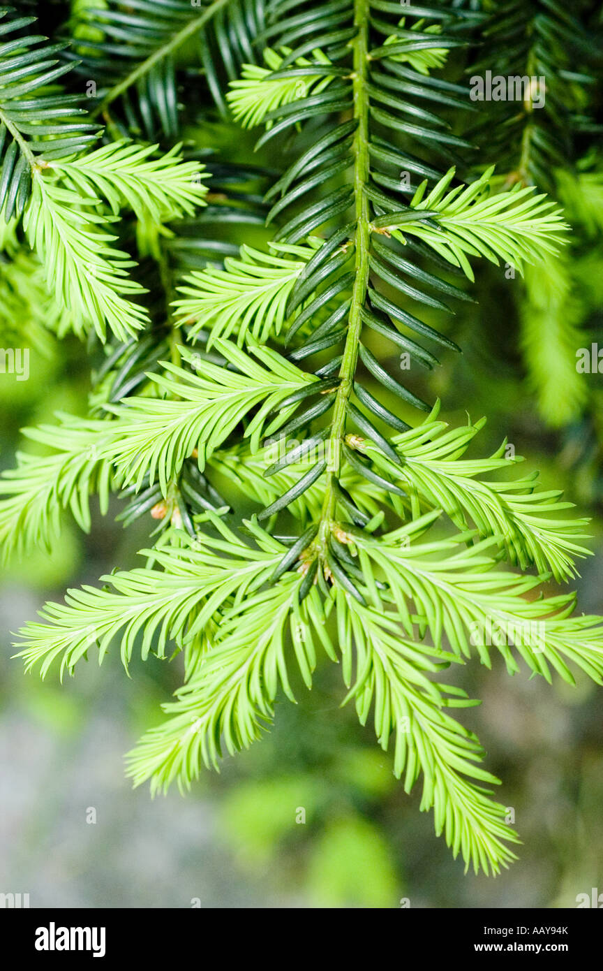 Nahaufnahme des jungen grnen Frhlingswachstums auf einer Eibe - Taxus  Baccata Niederlassung in Europa. Lebhafte neue Nadeln einer gewhnlichen  Eibe im Frhjahr Stockfotografie - Alamy