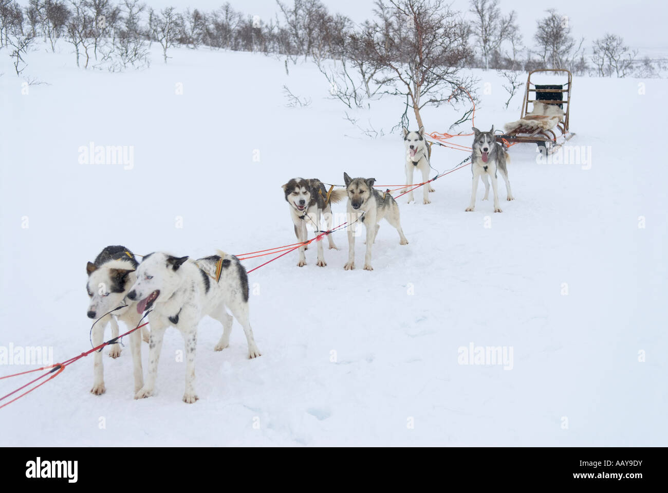 Sledgedogs in Schweden. Stockfoto