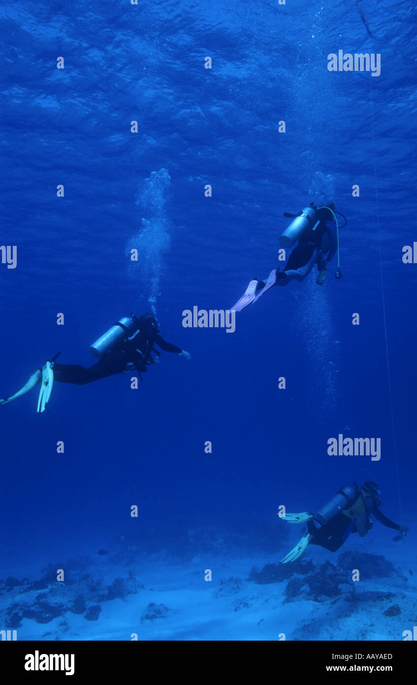 Drei Taucher schwimmen in den blauen Gewässern von Santa Rosa, Insel Cozumel, Mexiko. Stockfoto