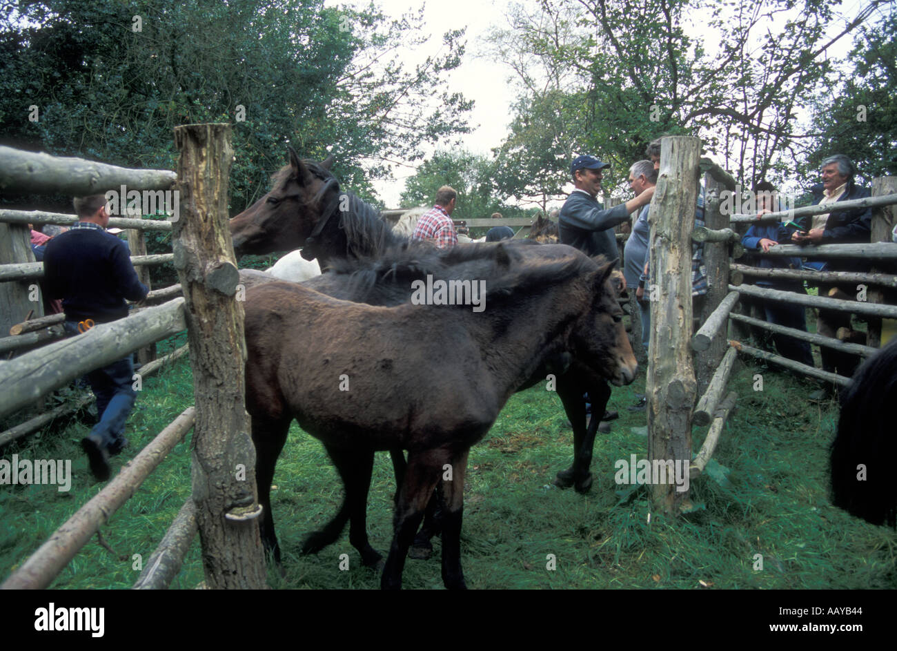 Pferde in den New Forest United Kingdon gebrandmarkt werden aufgerundet Stockfoto