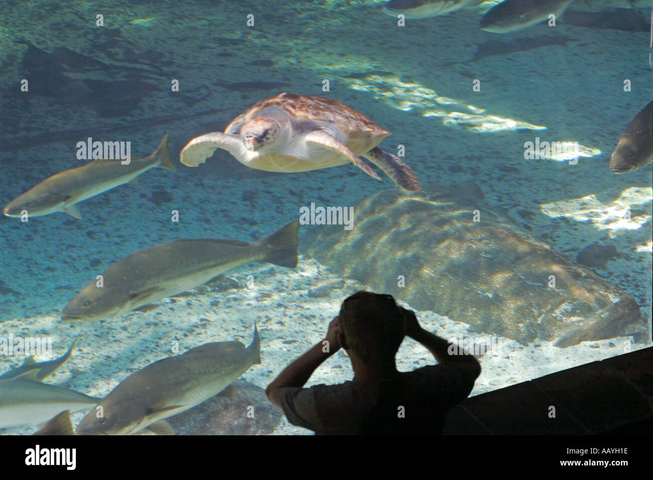 Südafrika Kapstadt Waterfront Aquarium Schildkröte Stockfoto