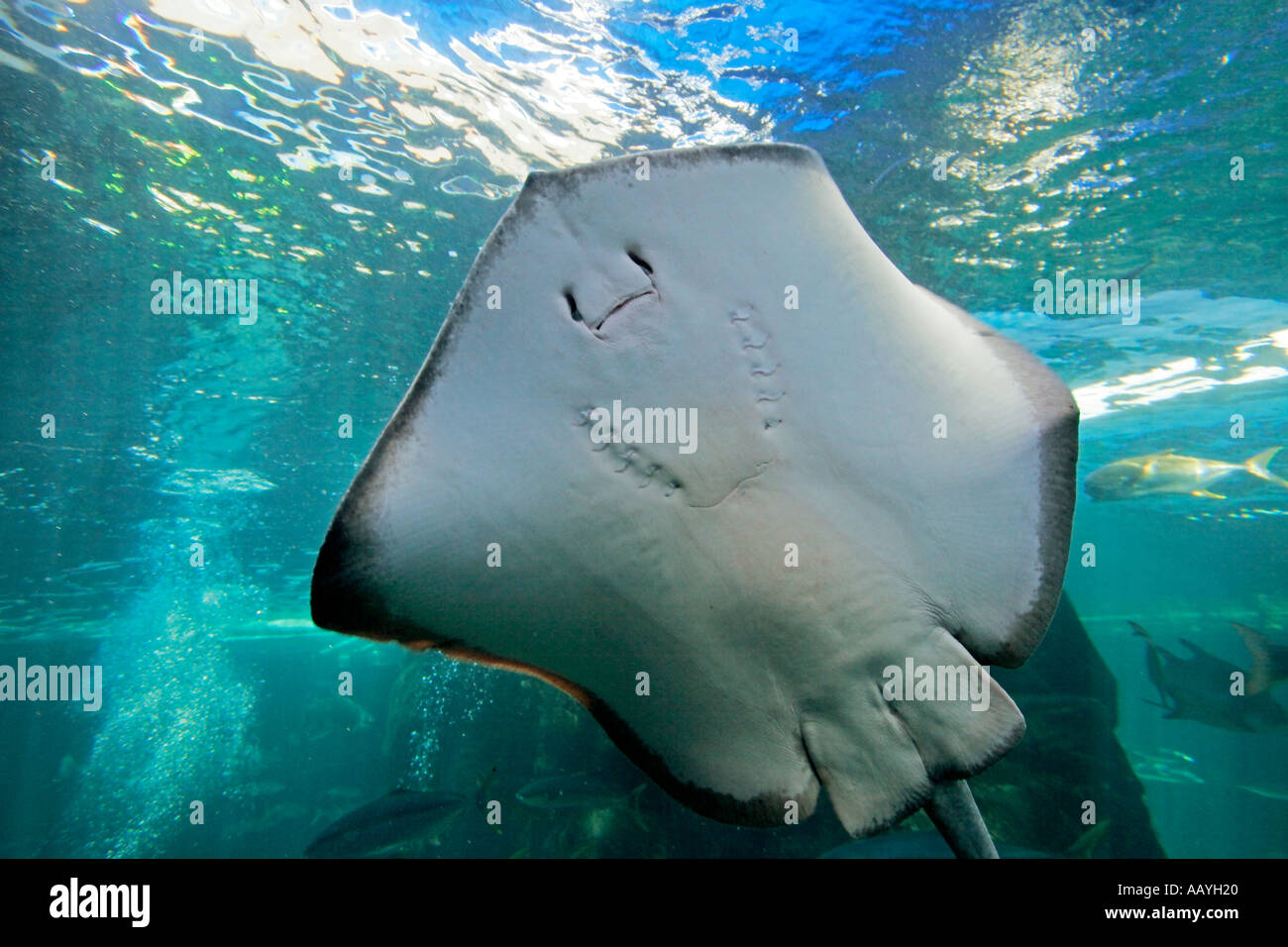 Südafrika Kapstadt Waterfront Aquarium stingray Stockfoto
