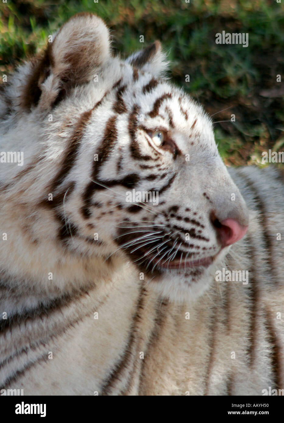 Südafrika Outdshorn Wildpark weiße tiger Stockfoto