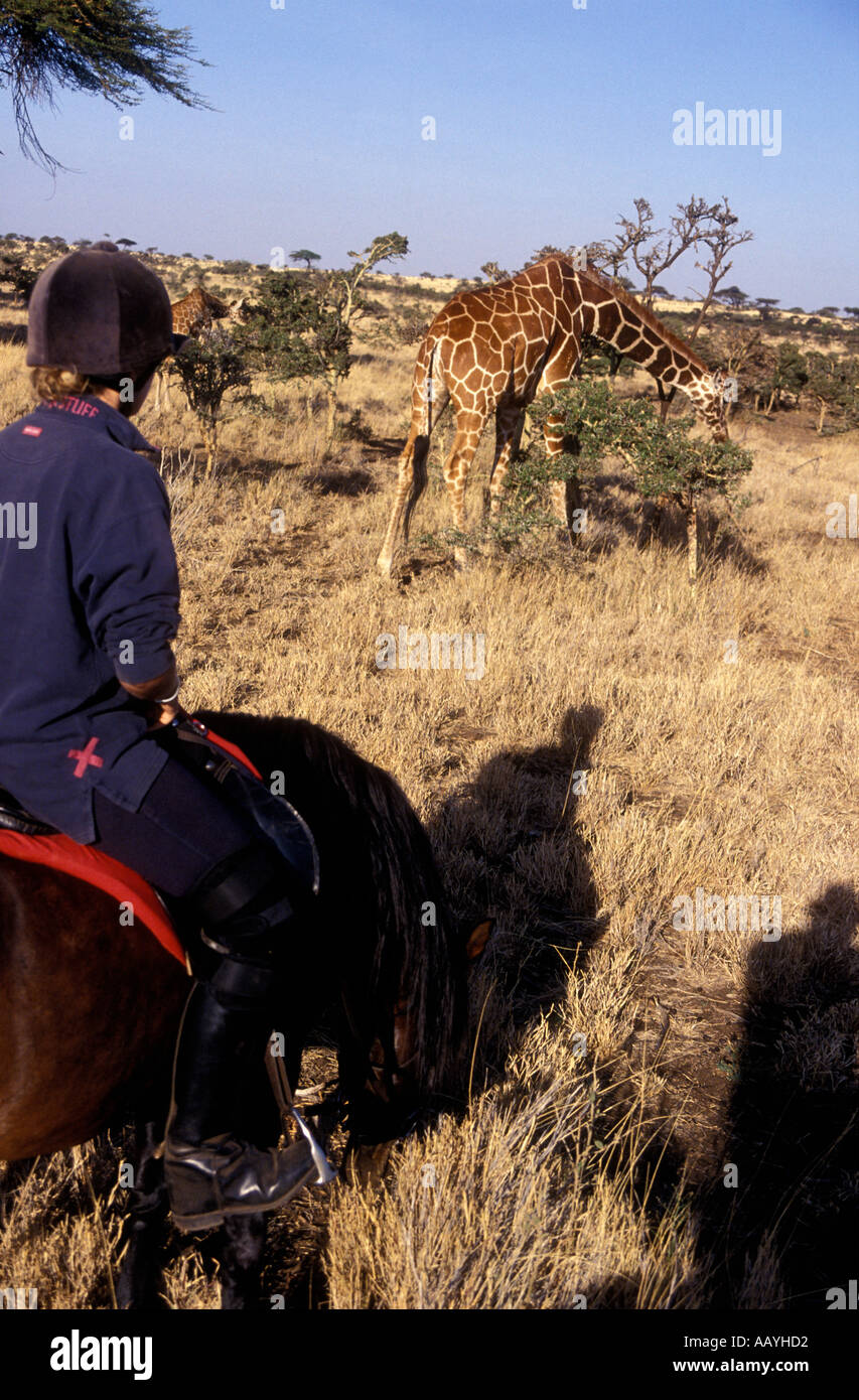 Ein Reiter in der Nähe von retikuliert Giraffe bei Lewa Downs Kenia in Ostafrika Stockfoto