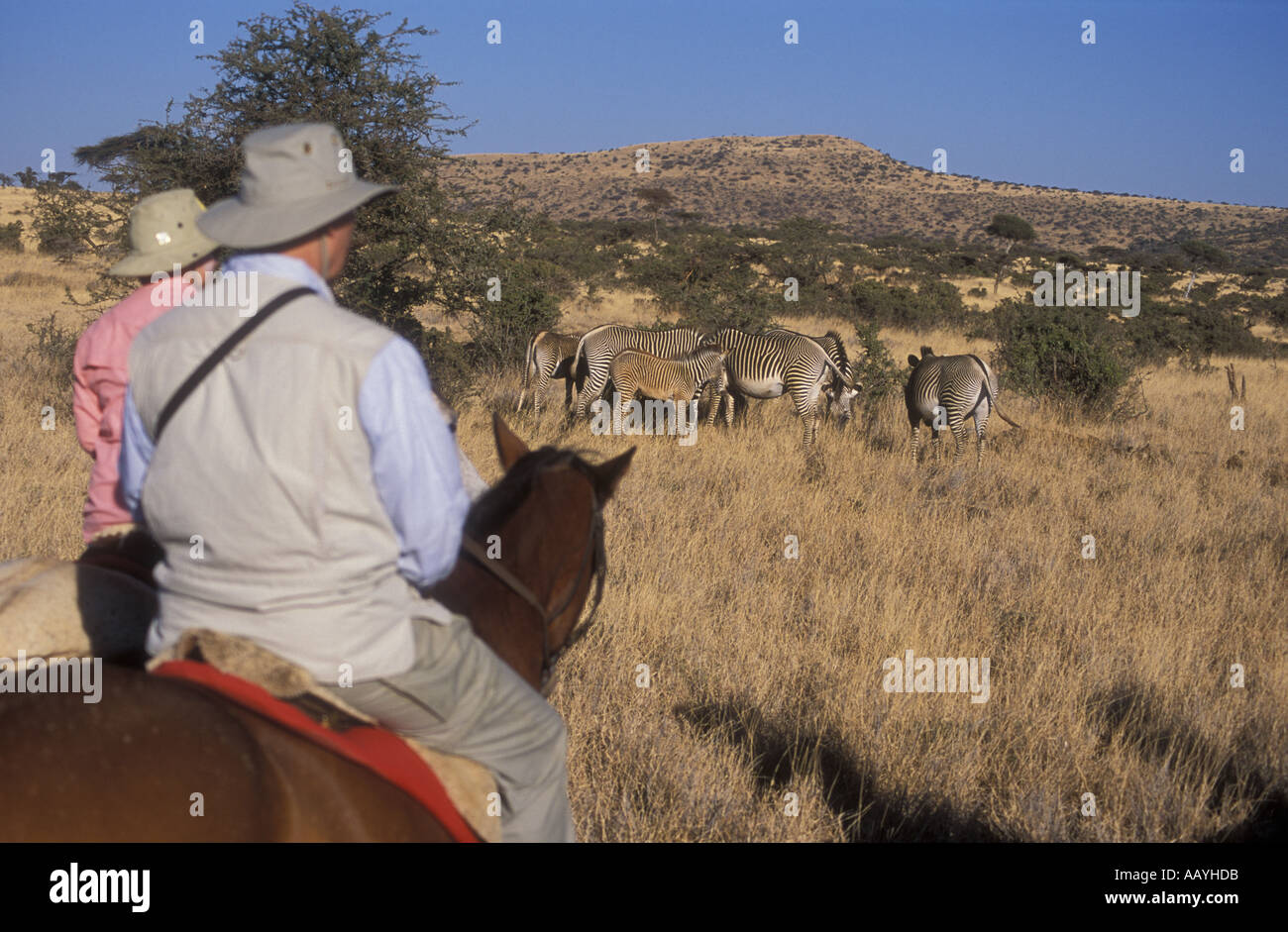 Reiter in der Nähe von Grevy s Zebra bei Lewa Downs Kenia in Ostafrika Stockfoto