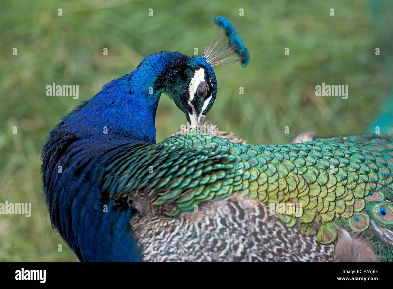 Der indische Pfau Pavo Cristatus Stockfoto